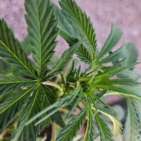 GREAT UNKNOWN  growlog photo: Turns out two of them are autos hmmm who knew
