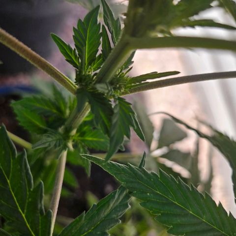 GREAT UNKNOWN  growlog photo: Turns out two of them are autos hmmm who knew