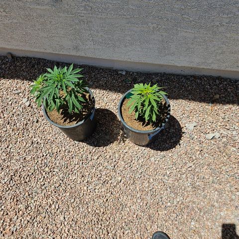 GREAT UNKNOWN  growlog photo: Turns out two of them are autos hmmm who knew