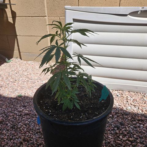 GREAT UNKNOWN  growlog photo: Turns out two of them are autos hmmm who knew
