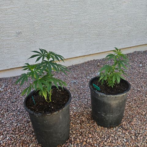 GREAT UNKNOWN  growlog photo: Turns out two of them are autos hmmm who knew