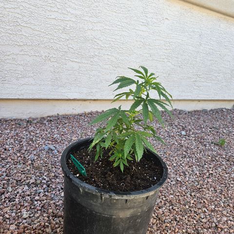 GREAT UNKNOWN  growlog photo: Turns out two of them are autos hmmm who knew