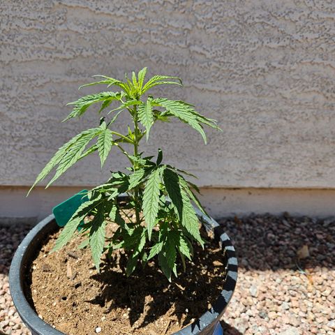 GREAT UNKNOWN  growlog photo: Turns out two of them are autos hmmm who knew