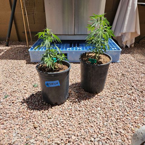GREAT UNKNOWN  growlog photo: Never could have guessed 