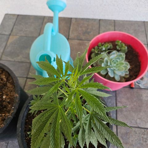 GREAT UNKNOWN  growlog photo: Never could have guessed 