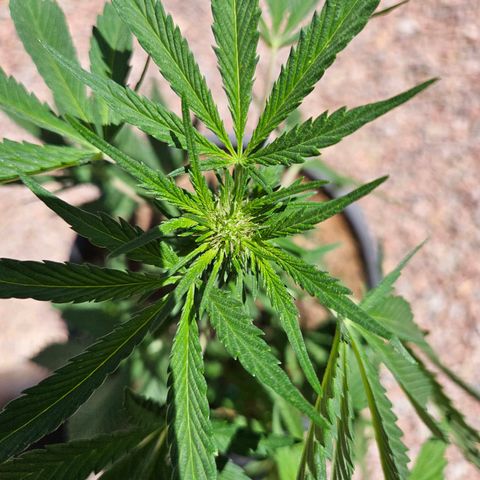 GREAT UNKNOWN  growlog photo: Never could have guessed 
