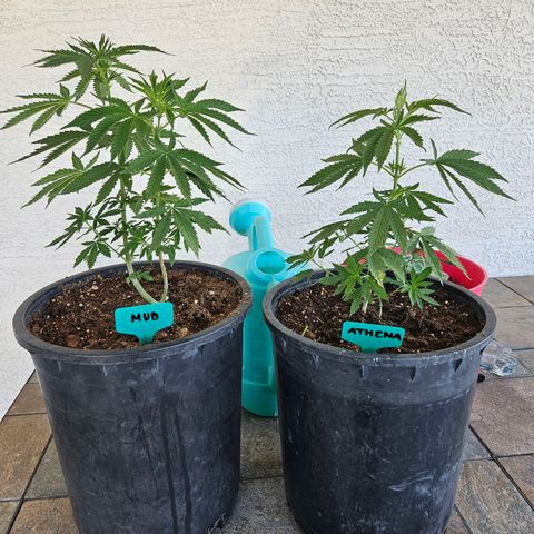 GREAT UNKNOWN  growlog photo: Never could have guessed 
