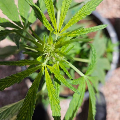 GREAT UNKNOWN  growlog photo: Never could have guessed 