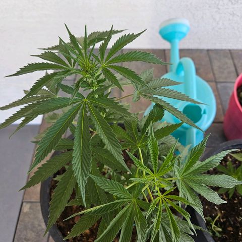 GREAT UNKNOWN  growlog photo: Never could have guessed 