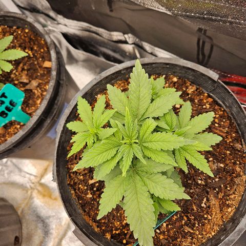 Red Velvet runtz  growlog timeline photo