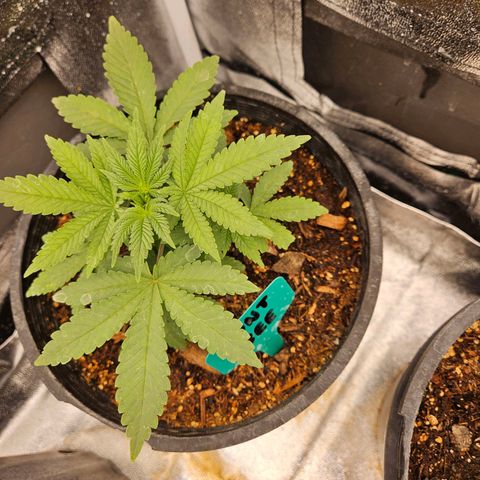 Red Velvet runtz  growlog timeline photo