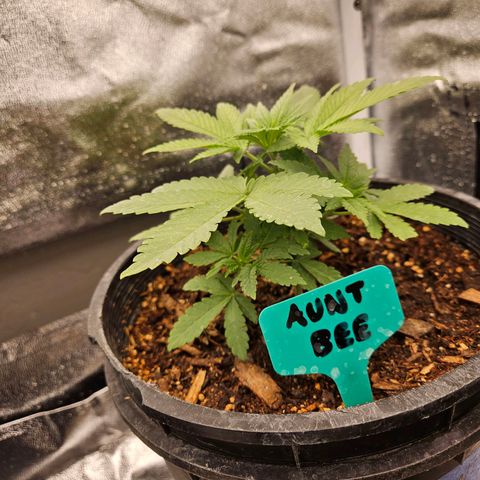 Red Velvet runtz  growlog timeline photo