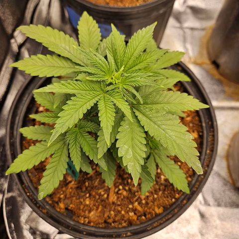 Red Velvet runtz  growlog timeline photo