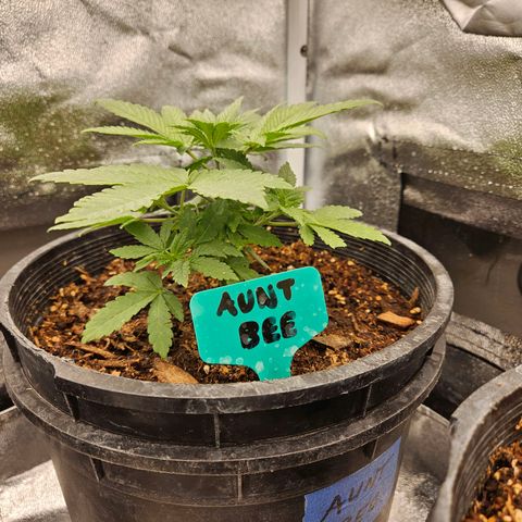 Red Velvet runtz  growlog timeline photo