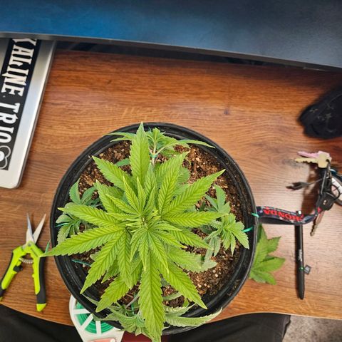 Red Velvet runtz  growlog timeline photo