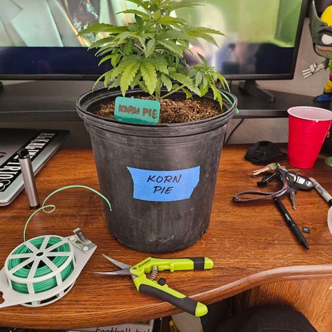 Red Velvet runtz  growlog timeline photo