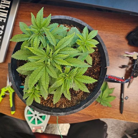 Red Velvet runtz  growlog timeline photo