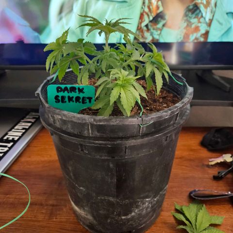 Red Velvet runtz  growlog timeline photo