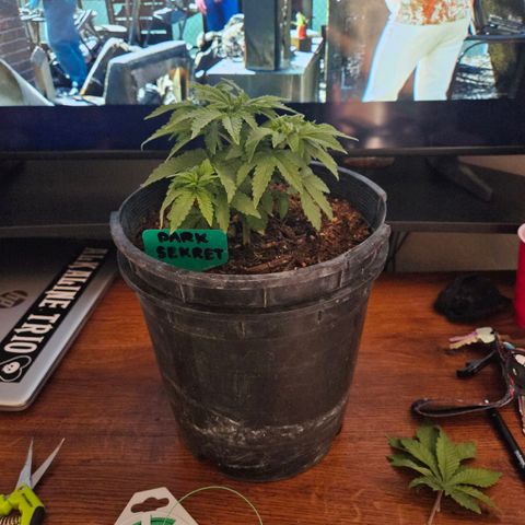 Red Velvet runtz  growlog timeline photo
