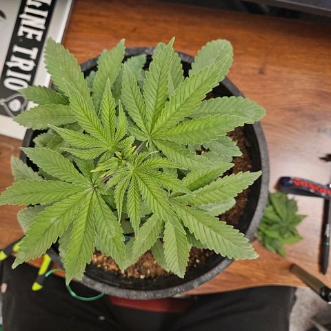 Red Velvet runtz  growlog timeline photo