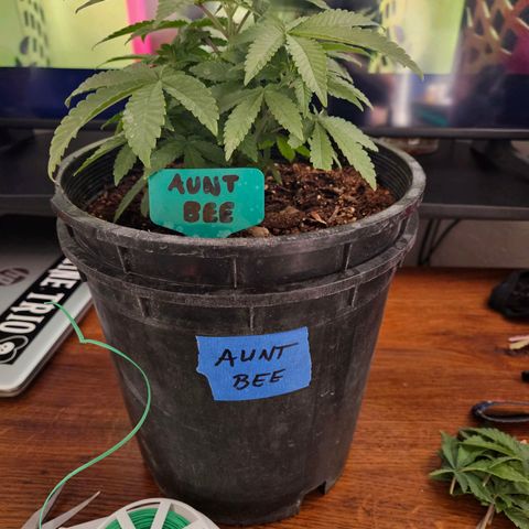 Red Velvet runtz  growlog timeline photo