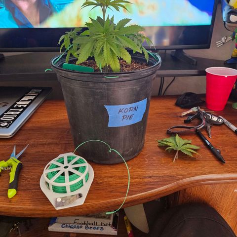 Red Velvet runtz  growlog timeline photo