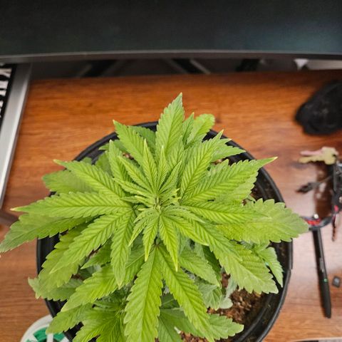 Red Velvet runtz  growlog timeline photo