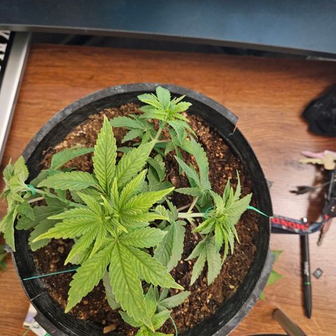 Red Velvet runtz  growlog timeline photo