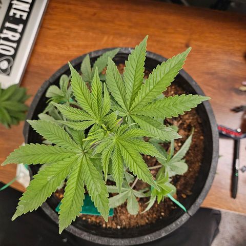 Red Velvet runtz  growlog timeline photo