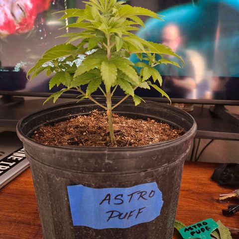 Red Velvet runtz  growlog timeline photo