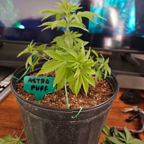 Red Velvet runtz  growlog timeline photo