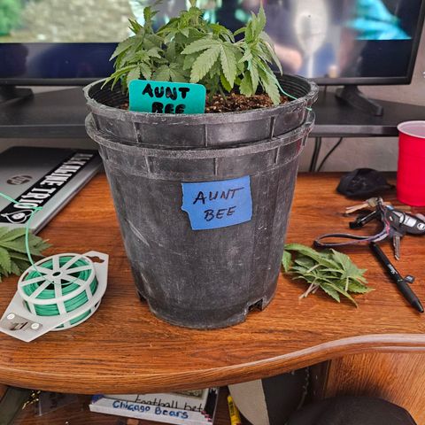 Red Velvet runtz  growlog timeline photo