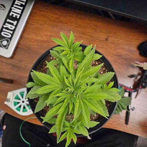 Red Velvet runtz  growlog timeline photo