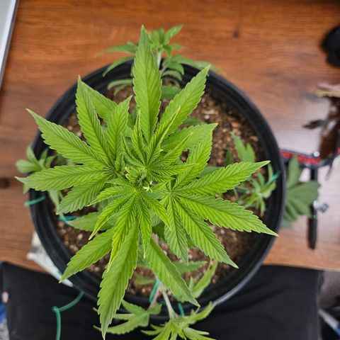 Red Velvet runtz  growlog timeline photo