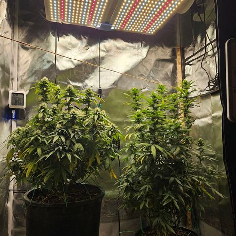 Shango church growlog timeline photo
