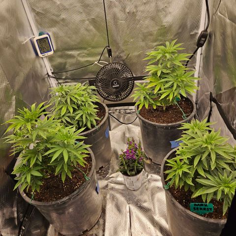 Red Velvet runtz  growlog timeline photo