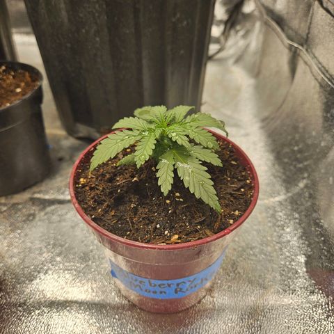 Blackberry moon rocks  growlog photo
