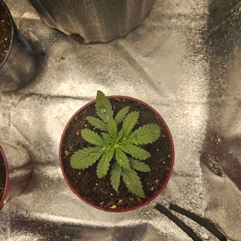 Blackberry moon rocks  growlog photo