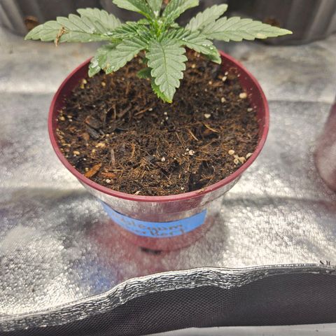 Bubble gum sherbert  growlog timeline photo