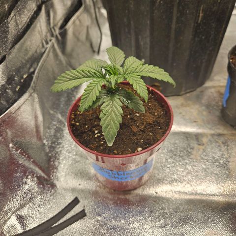 Bubble gum sherbert  growlog timeline photo