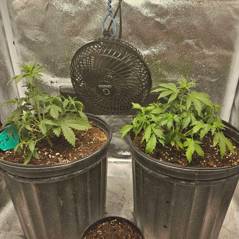 Strawberry cake auto growlog timeline photo