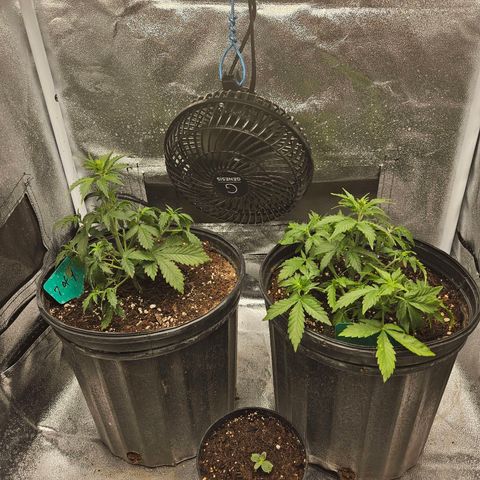 Strawberry cake auto growlog timeline photo