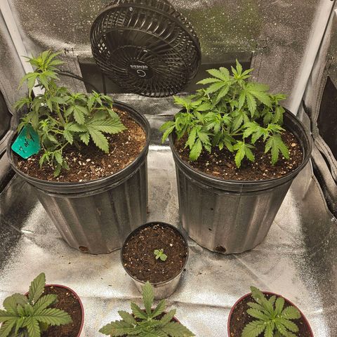 Strawberry cake auto growlog timeline photo