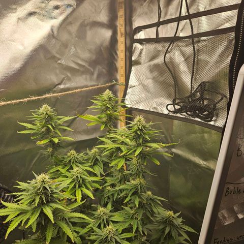 Shango church growlog photo: These lady's are so frosty