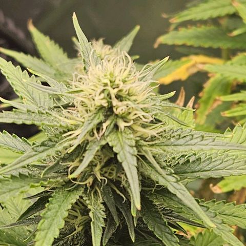 Shango church growlog photo: These lady's are so frosty