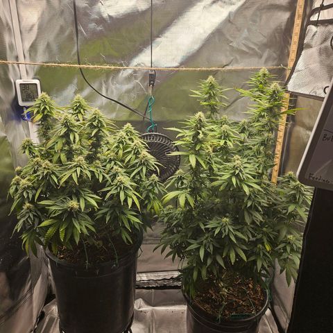 Shango church growlog photo: These lady's are so frosty