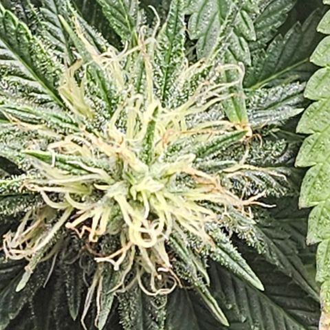 Shango church growlog photo: These lady's are so frosty