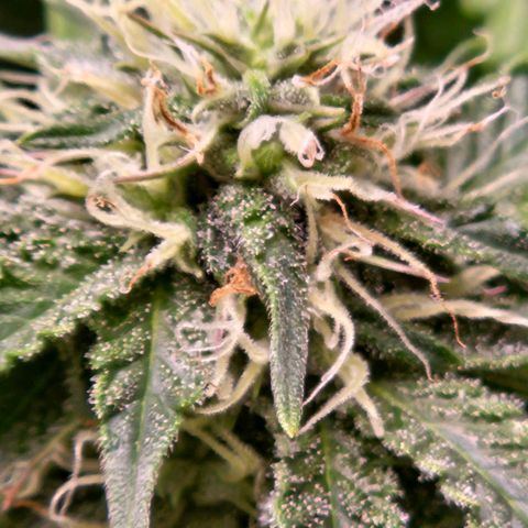 Shango church growlog photo: These lady's are so frosty