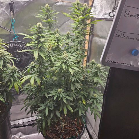 Shango church growlog photo: These lady's are so frosty