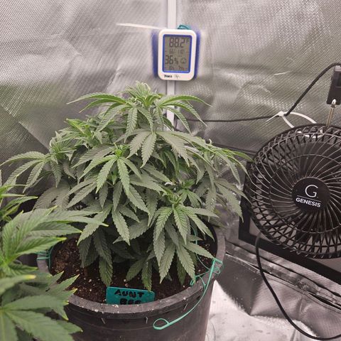 Red Velvet runtz  growlog photo: Really taking off